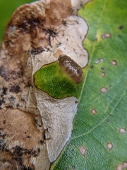 Aceria querci