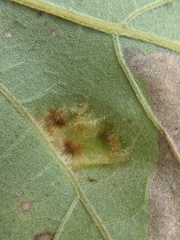 Aceria querci