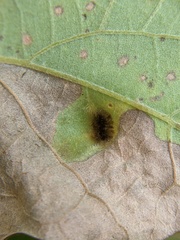 Aceria querci