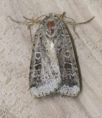 Abagrotis scopeops