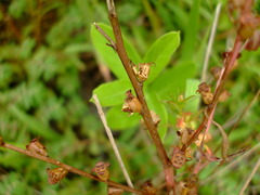 Ludwigia polycarpa