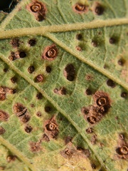 Neuroterus saltarius