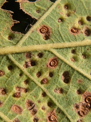 Neuroterus saltarius