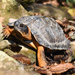 Wood Turtle - Photo (c) Josh Vandermeulen, some rights reserved (CC BY-NC-ND), uploaded by Josh Vandermeulen