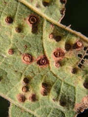 Neuroterus saltarius