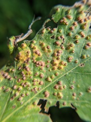 Neuroterus saltarius