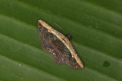 Selenisa sueroides