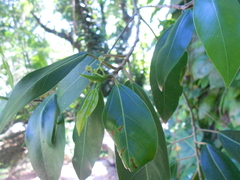 Coussapoa microcarpa