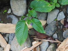 Rhynchoglossum