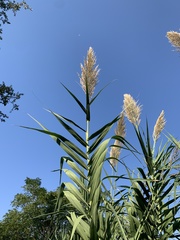 Arundo donax