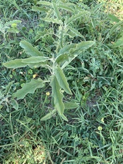 Solanum elaeagnifolium