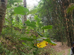 Hibiscus macrophyllus
