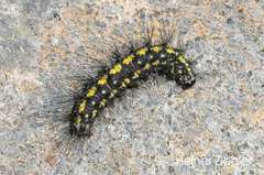 Setina aurita