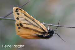 Setina aurita