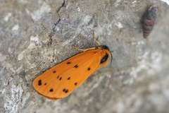 Setina aurita