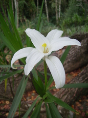 Vellozia plicata