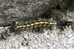 Setina aurita