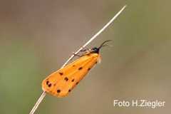 Setina aurita