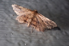 Microbelia canidentalis