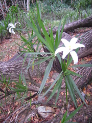 Vellozia plicata