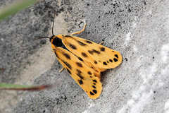 Setina aurita