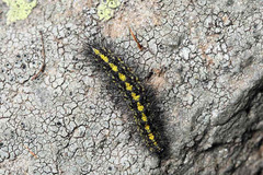 Setina aurita