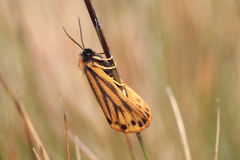 Setina aurita