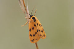 Setina aurita