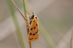Setina aurita