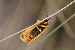 Setina aurita