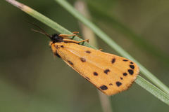 Setina aurita