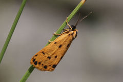 Setina aurita