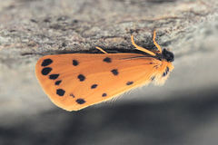 Setina aurita