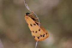Setina aurita