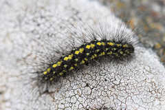 Setina aurita