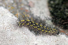 Setina aurita