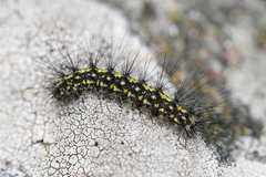 Setina aurita