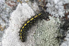 Setina aurita