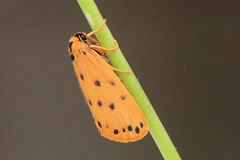 Setina aurita