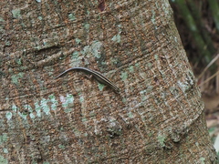 Sphenomorphus sanctus