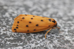 Setina aurita