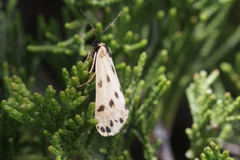Setina aurita