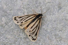 Setina aurita