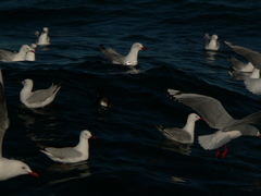 Puffinus gavia