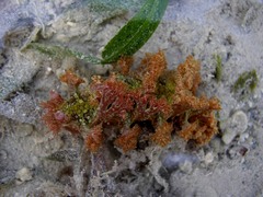 Marionia arborescens