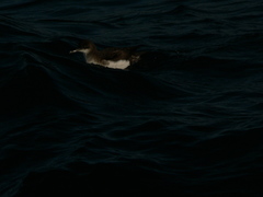 Puffinus gavia