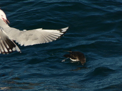 Puffinus gavia