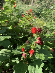 Malvaviscus arboreus