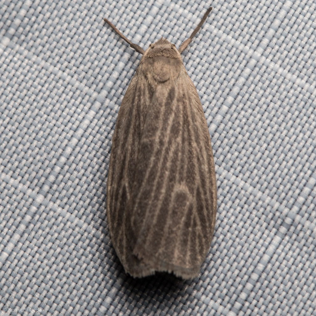 Crambidia