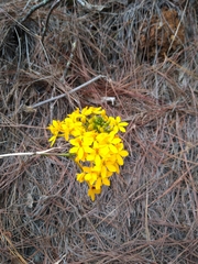 Epidendrum melinanthum